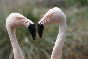 flamingos-892709_1920